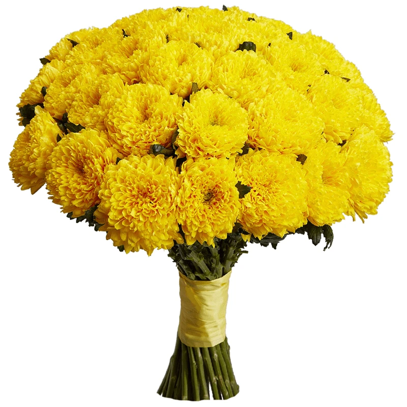 Хризантемы одноголовые