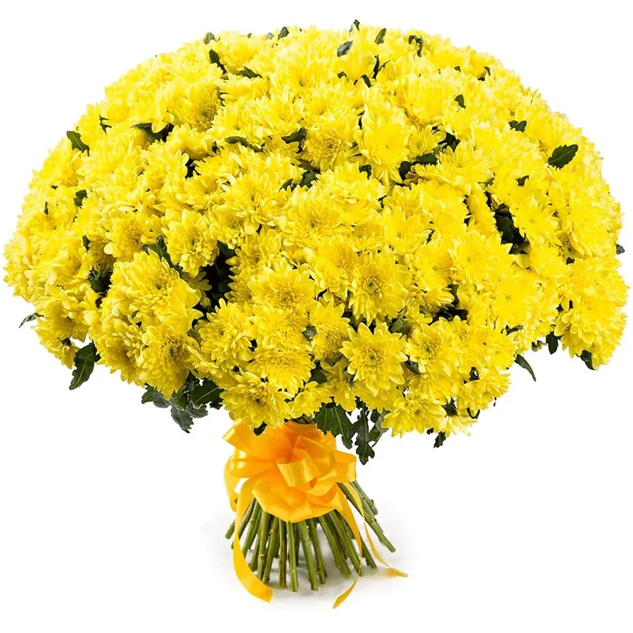 Хризантема кустовая желтая